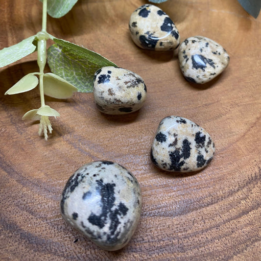 Dalmatian Jasper